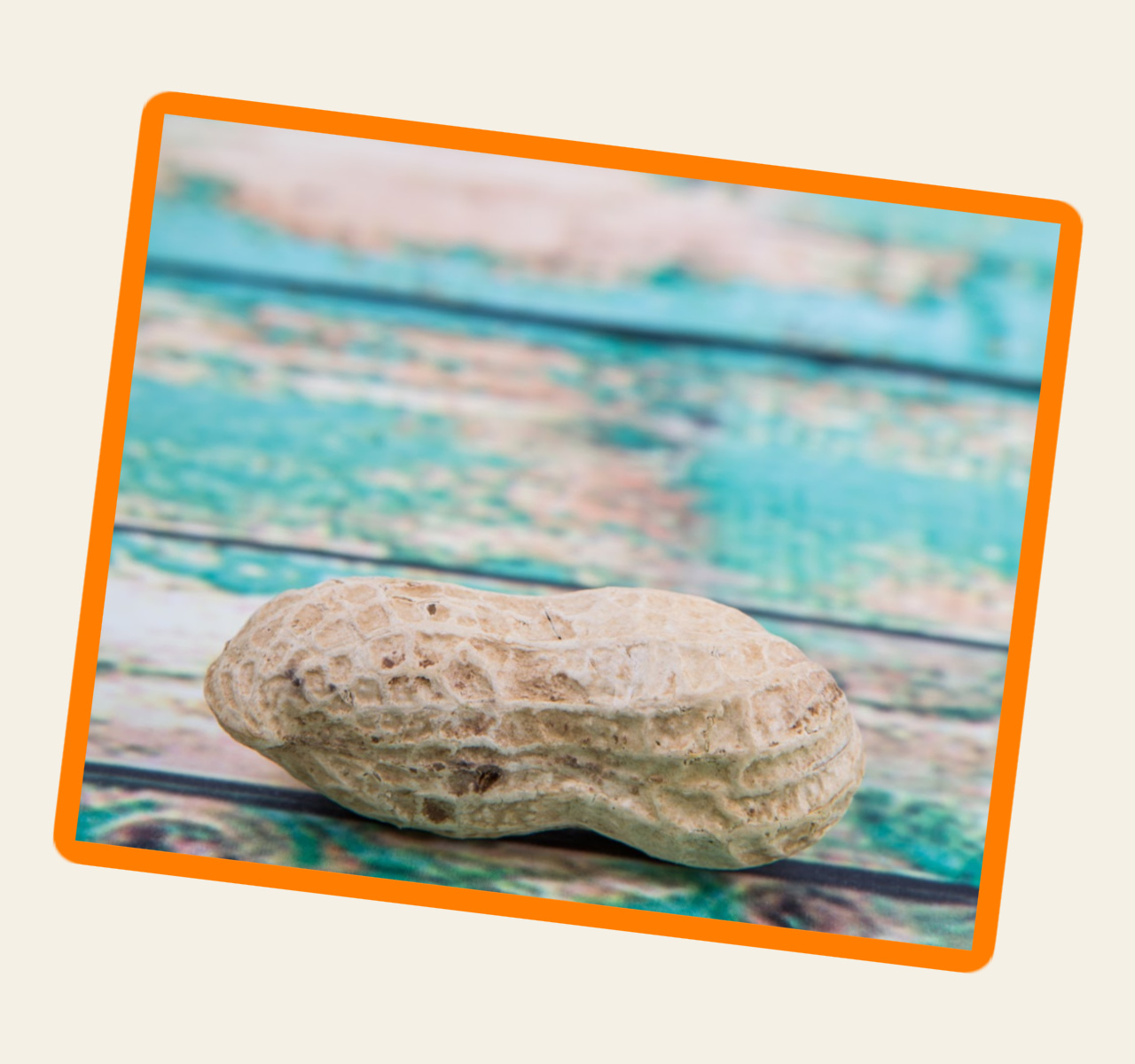 Photo of a peanut on a bright turquoise distressed wood, with a bright orange border.
